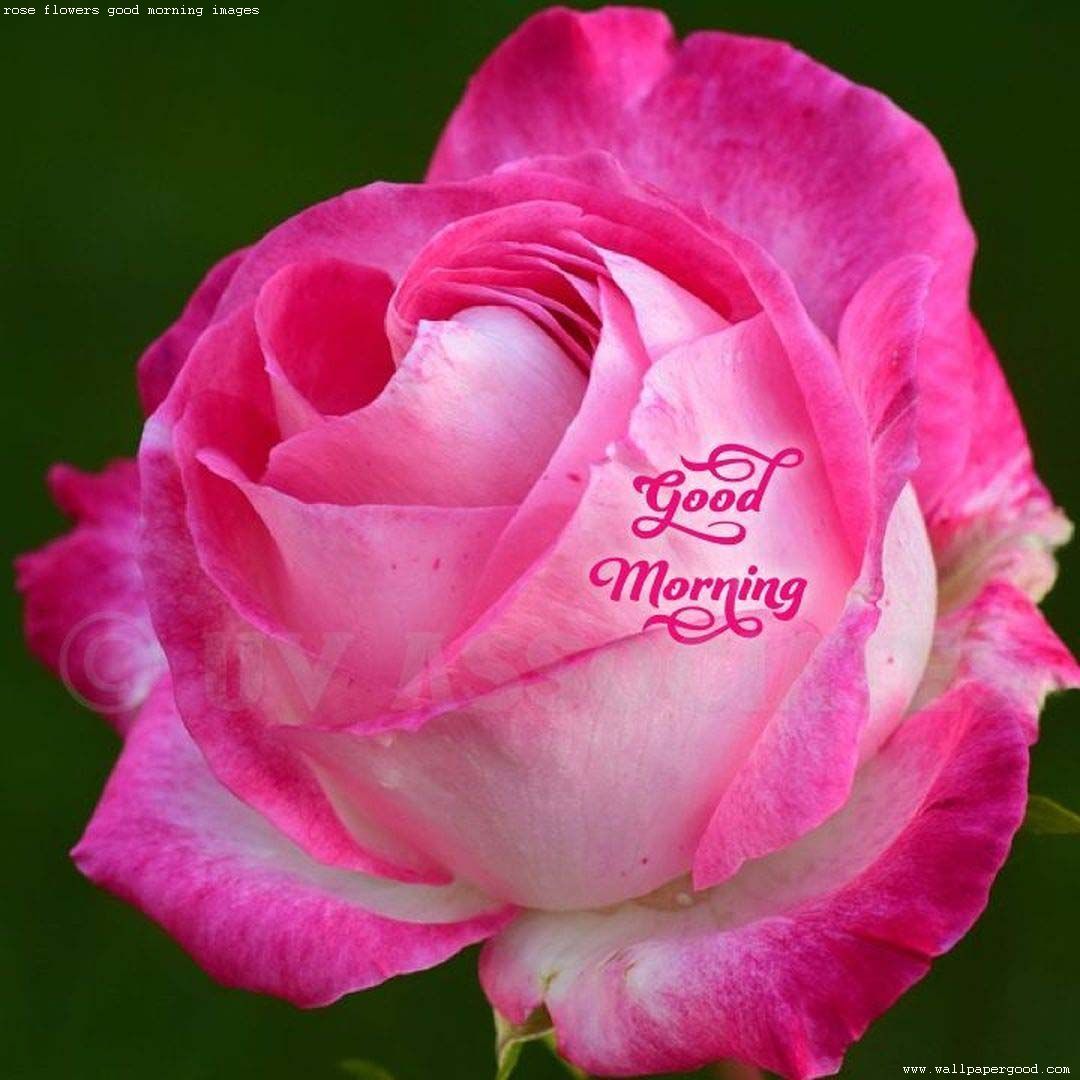 Rose Flowers Good Morning Images Beautiful