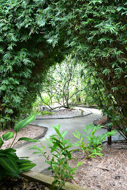 Guyane, Jardin botanique, Macouria, orchidée