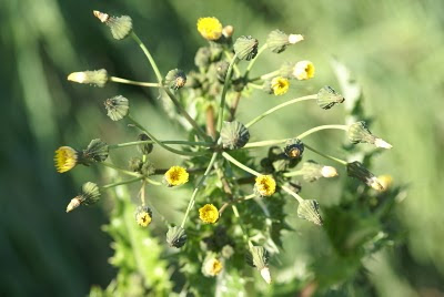 Gekroesde Melkdistel - Molktiksel - Sonchus asper