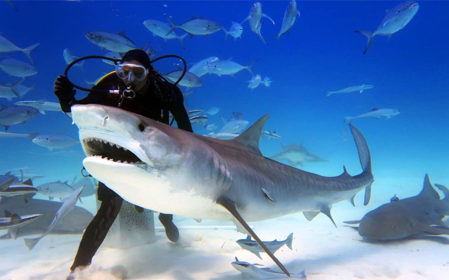 السباحة مع اسماك القرش،افضل الأنشطة السياحية في دبي
