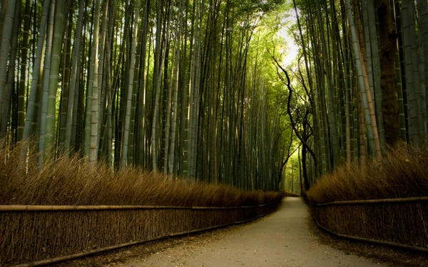 Gambar Pemandangan: Pemandangan Alam Jepang