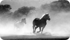 LI - Wild Horse coming out of the fog (my move to iphone from windows phone)