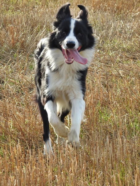 border collie