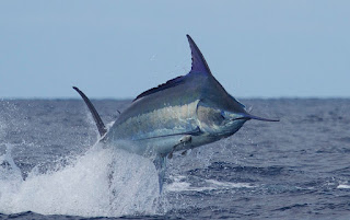 Get to Know About Marlin