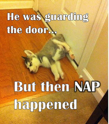 Dog humor : I was guarding the door...