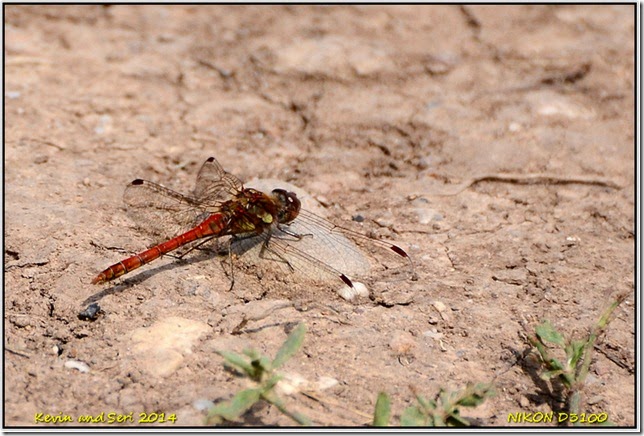 RSPB Middleton Lakes
