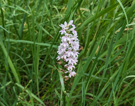 A common spotted-orchid