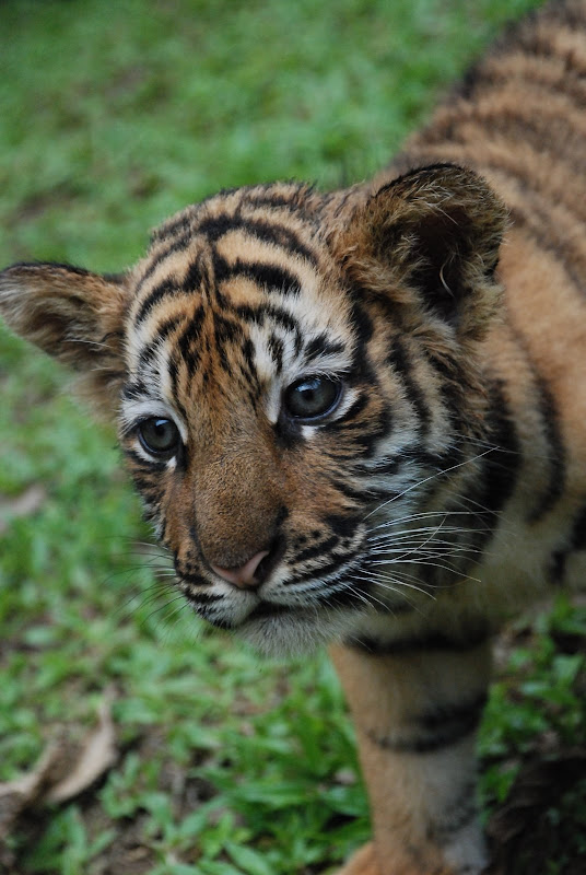 baby tiger