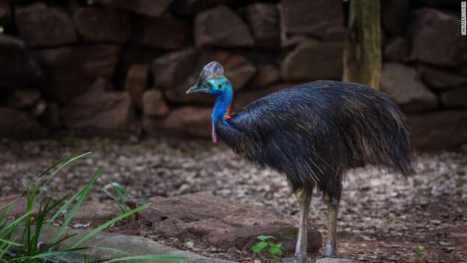 Keunikan Burung Kasuari yang Memiliki 5 Fakta Menakjubkan