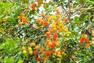 Aplikasi Pupuk Untuk Rambutan yang Tepat, Buah pun Jadi Lebat