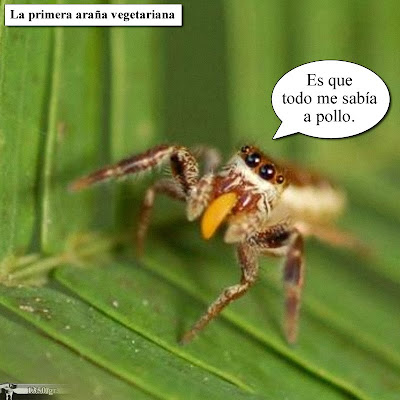 Araña Vegetariana