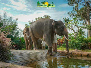 Terjangkau, Ini Harga Tiket Masuk Wisata Taman Satwa Lembah Hijau di Lampung