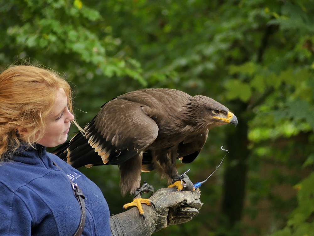 Greifvogelshow, Falknerin