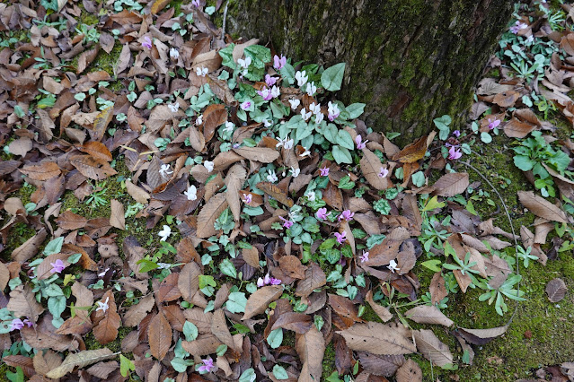 鳥取県西伯郡南部町鶴田　とっとり花回廊の秋