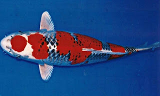 50 Jenis Ikan Koi Beserta Gambar dan Harganya Terbaru 