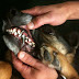 Metal teeth give US police dog a new bite