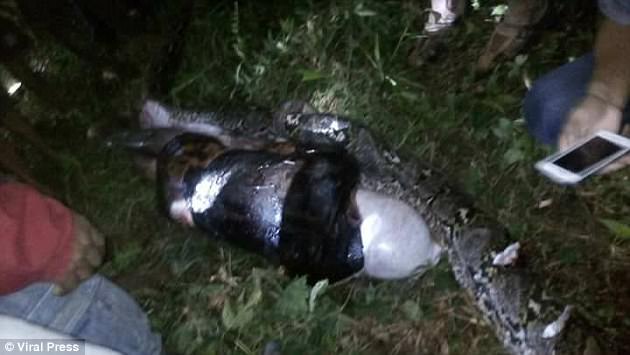 Missing Man Found Inside A Python