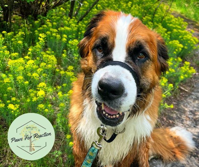 What are common signs my dog has dental disease?  Saint Bernese