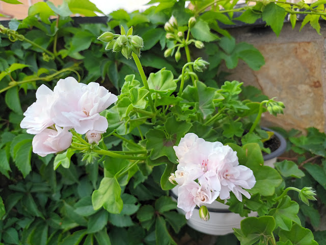 Gitanilla (Pelargonium peltatum ( L. ) L'Hér. ex Aiton).