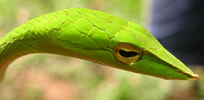 Amazing Snakes Seen On www.coolpicturegallery.us