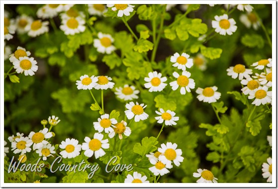 JULY 2015 (10 of 37)