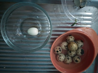 berhitung menggunakan telur puyuh