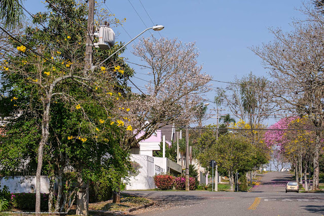 Árvore de ipê-branco florida