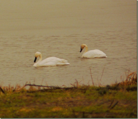 Trumpeter Swans2