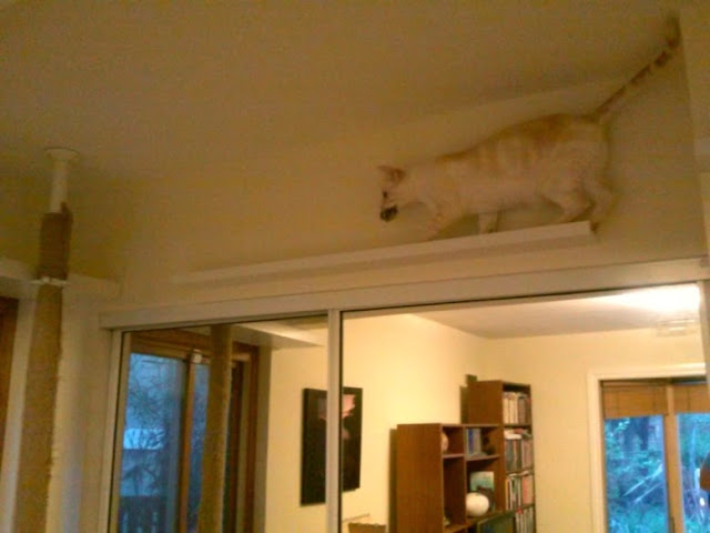 Cat climbing post and skyway