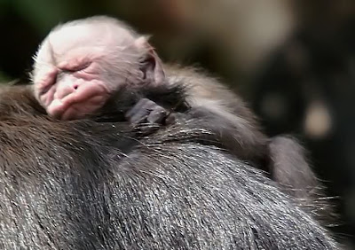cute Baby capuchin monkey