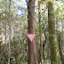 The Importance of Trees