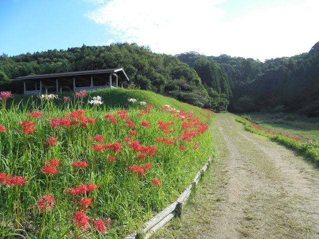 展望台へ行く道の傍らで彼岸花が美しい