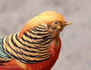 Bird image while testing the Canon EOS 7D Mark II in Cape Town, South Africa