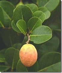 Yellow Cocoplum