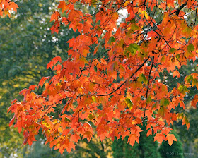 autumn fall foliage free desktop background