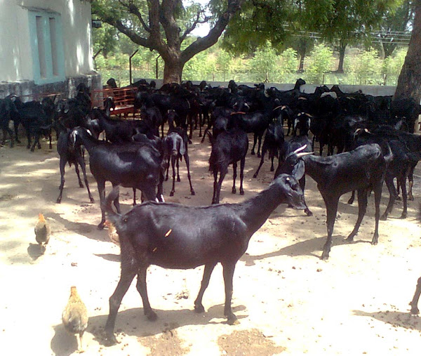 benefits of goat farming, commercial goat farming, commercial goat farming business, goat farming advantages, goat farming business, goat farming profit, goat farming tips, goat rearing, raising goats, rearing goats