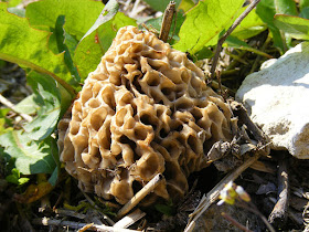 Yellow Morel Morchella esculenta.  Indre et Loire, France. Photographed by Susan Walter. Tour the Loire Valley with a classic car and a private guide.