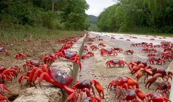 13 Pictures That Prove Mother Nature Is Messing With Us - The Crabs of Christmas Island