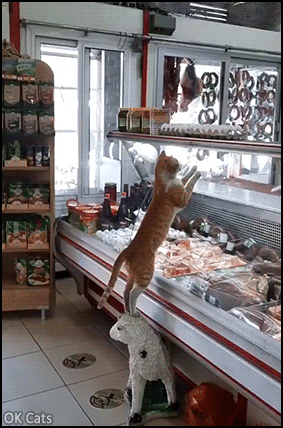 Cute Cat GIF • Good butcher feeds hungry feral cat with fresh meat. Thank you good man [ok-cats.com]
