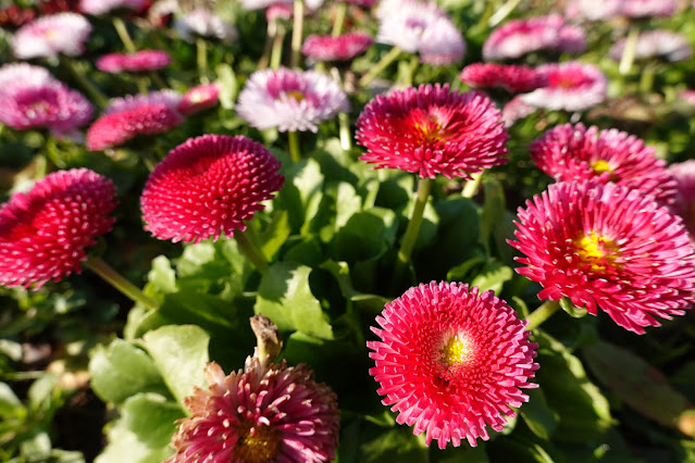 とっとり花回廊　花壇のヒナギク（雛菊）