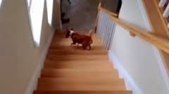 cães subindo escadas