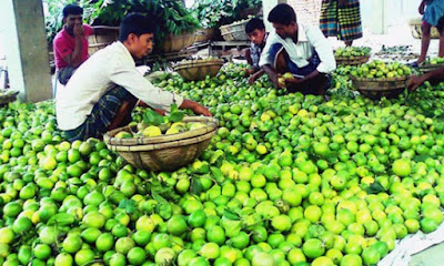 বিশ্ব বাজারে ঘিওরের লেবু