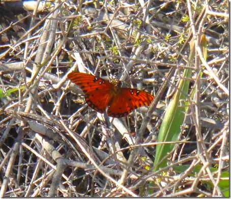 35-butterfly