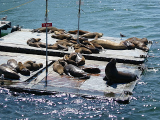 Sea lions, San Diego harbour
