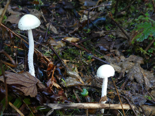 white tall mushrooms on the traditional shape