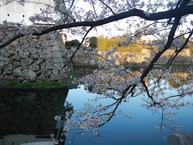 Castle moat and sakura