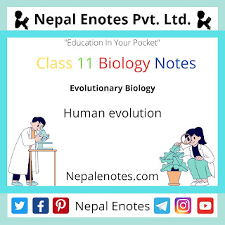 Class 11 Biology Human evolution Notes