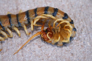 Dead Centipede