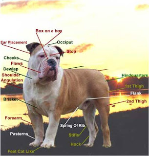Australian Bulldog Wallpaper Pic