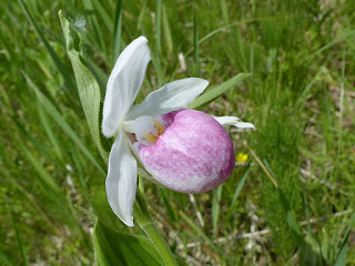 Cypripède royal - Cypripedium reginae 